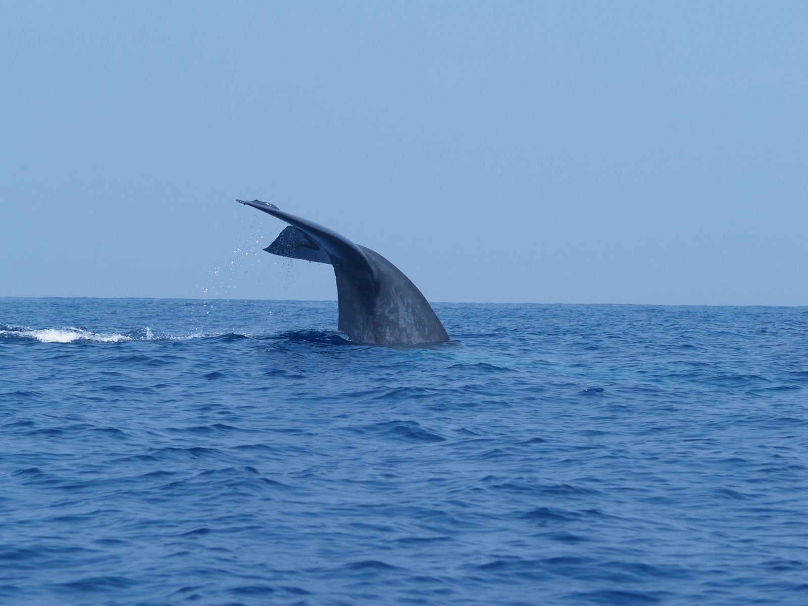 Sri Lanka Travel Guide: 21 Best Things to See in 2026 14 Whale watching off Mirissa