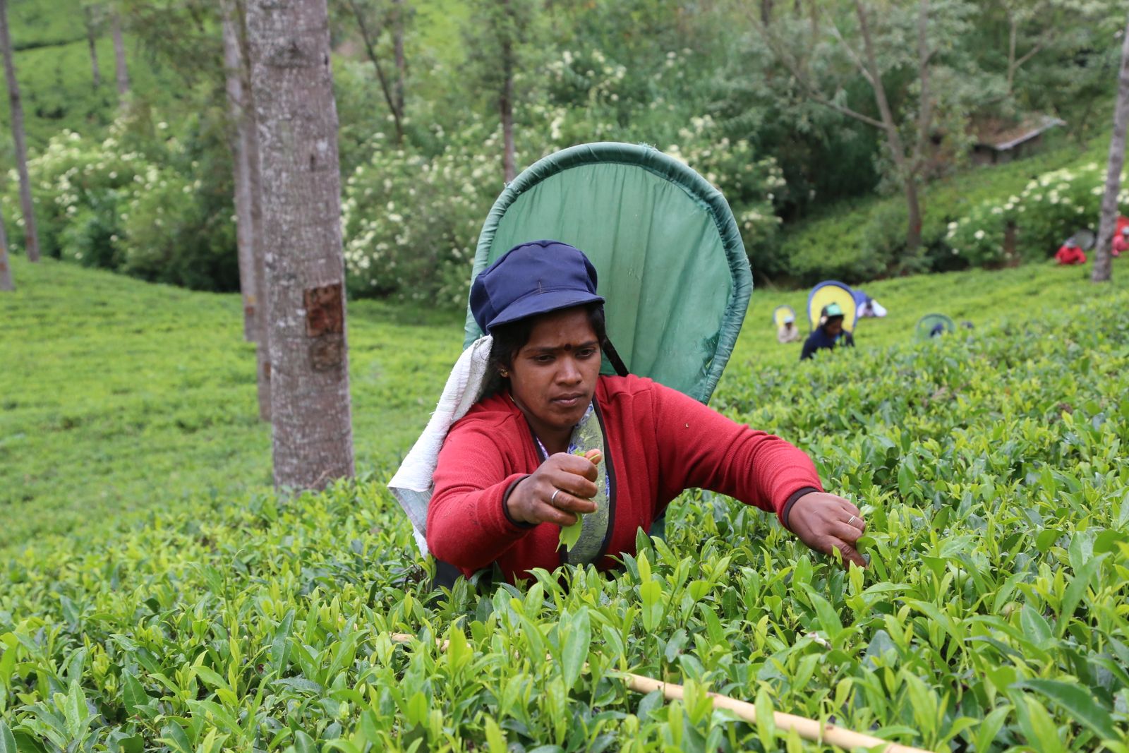 Sri Lanka Travel Guide: 21 Best Things to See in 2026 18 Tea plantations near Nuwara Eliya