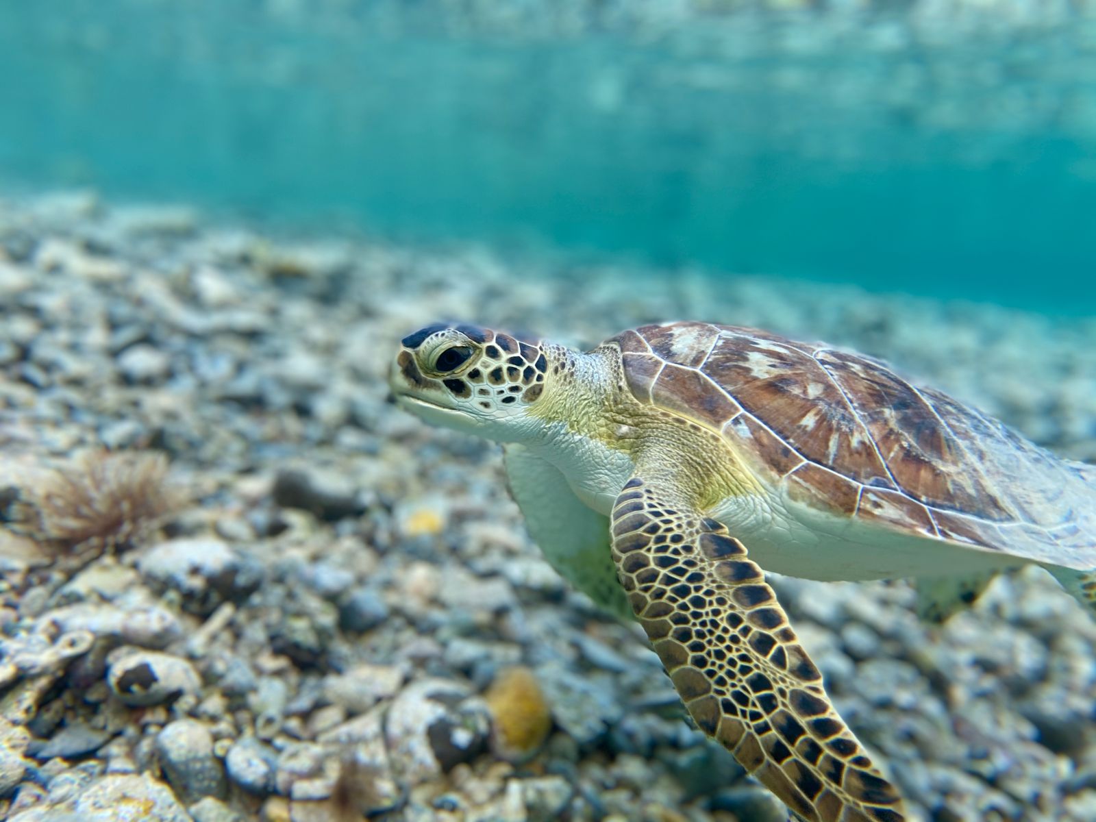 Sri Lanka Travel Guide: 21 Best Things to See in 2026 23 Sea turtle on a Sri Lankan beach