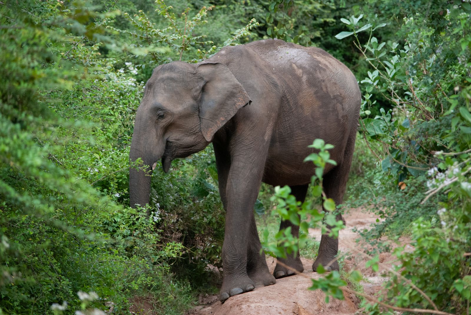 Sri Lanka Travel Guide: 21 Best Things to See in 2026 11 Elephants in Udawalawe National Park