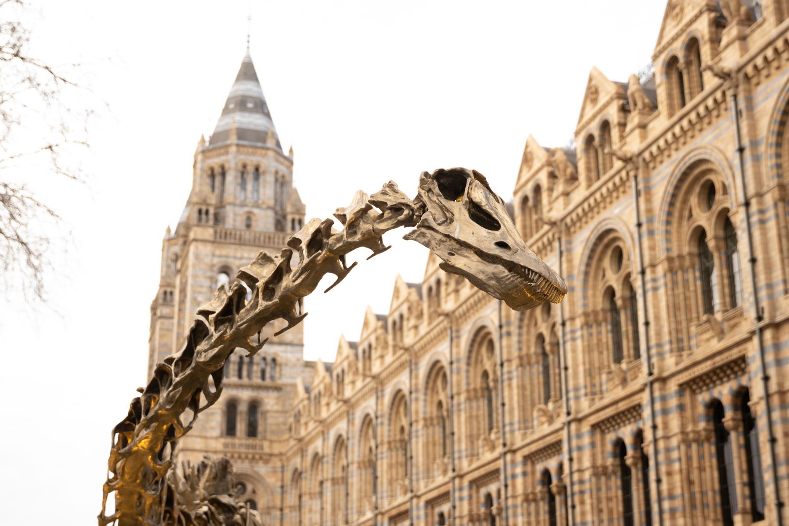 Abu Dhabi: 21 dicas do que ver e quando ir 9 T-rex — estrela do Natural History Museum
