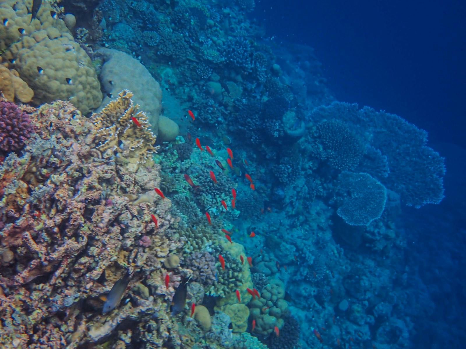 Sharm el-Sheikh, Egypt: 13 tipů, co vidět a dělat + nejlepší pláže 3 Korálový útes u ostrova Tiran