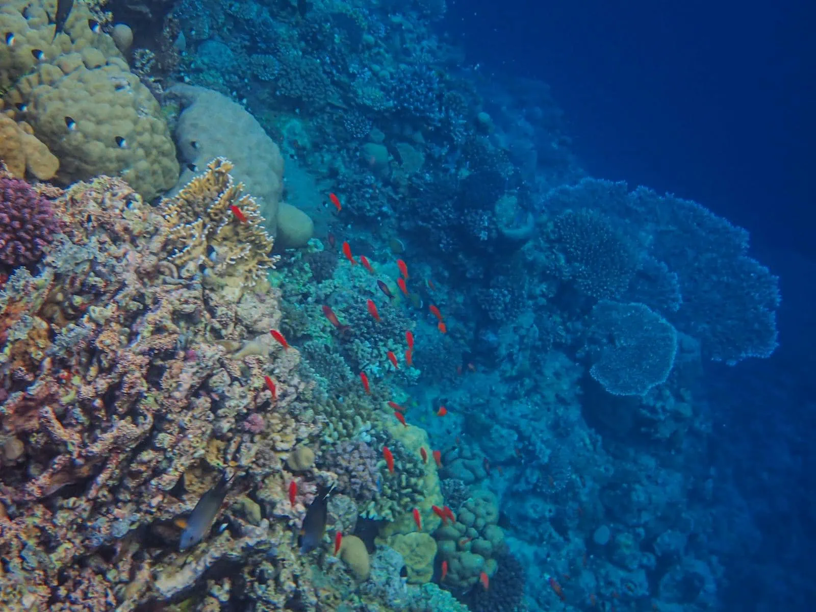 Sharm el-Sheikh, Egypt: 13 tipů, co vidět a dělat + nejlepší pláže 3 Korálový útes u ostrova Tiran