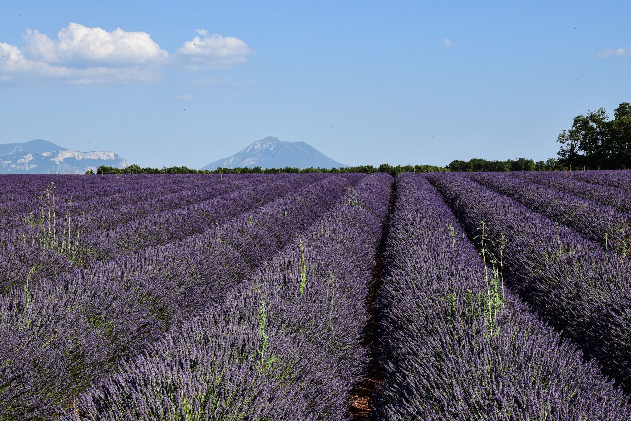 Când să mergi în Franța: 12 lucruri de știut 3 Câmp de lavandă înflorită pe platoul Valensole din Provence