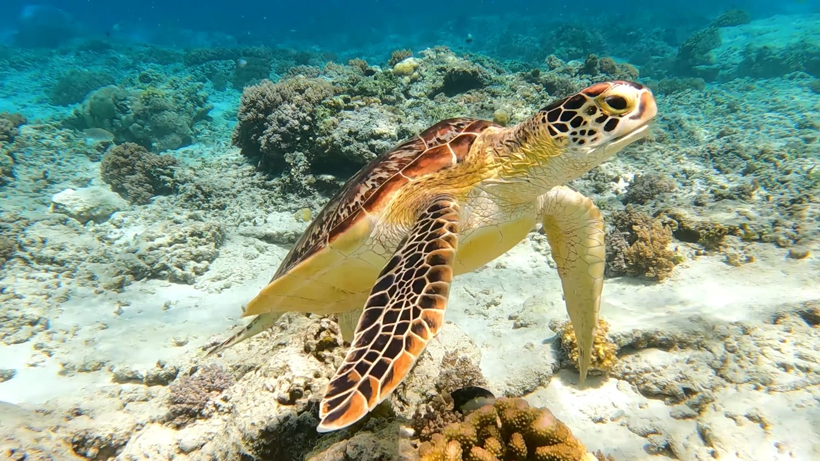 Marsa Alam, Egypt: 13 tipů, co vidět a dělat + nejlepší pláže 1 Mořská želva při šnorchlování v Marsa Alam