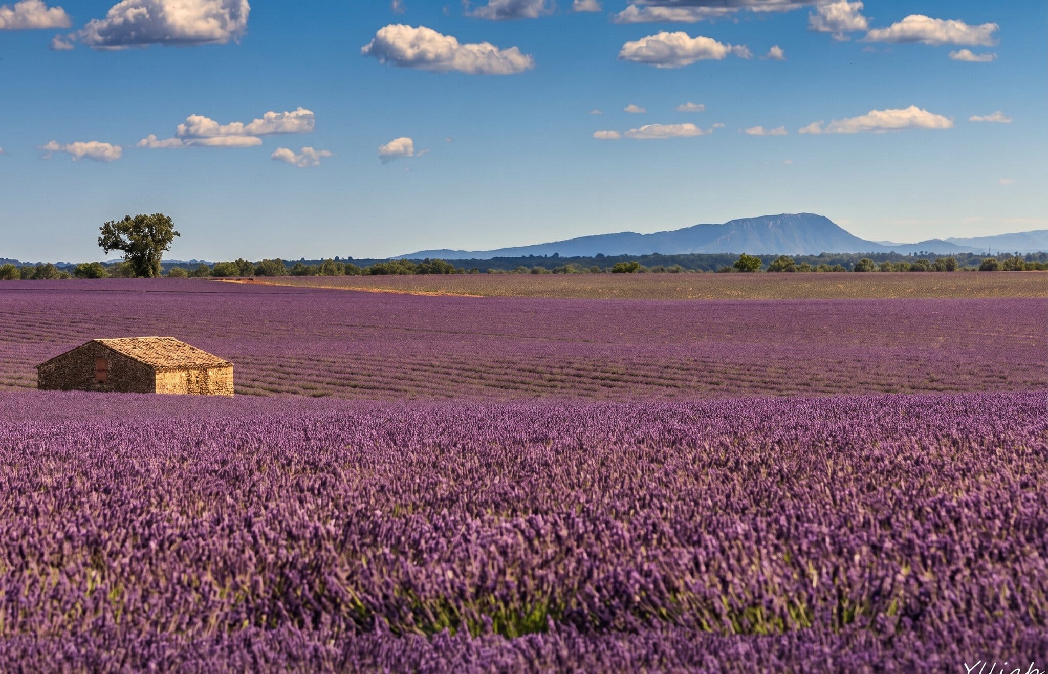 Provence, Franța: 14 idei ce să vezi și să faci în 2026 19 Câmpuri de lavandă înflorite pe platoul Valensole la lumina de seară