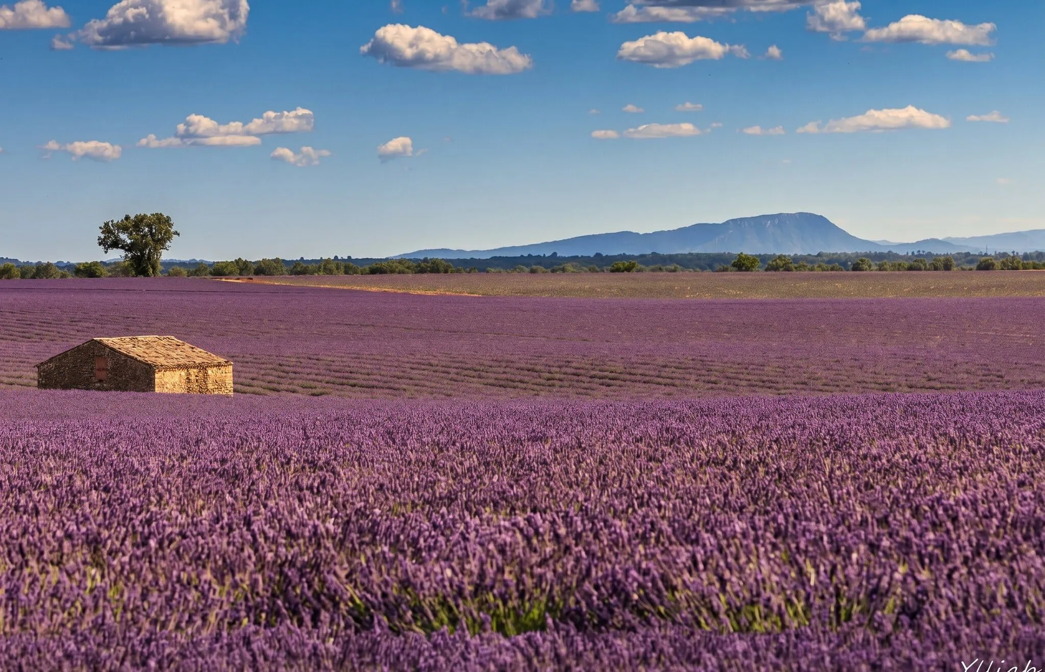 Provence, Frankreich: 14 Tipps für Sehenswürdigkeiten 2026 19 Blühende Lavendelfelder auf dem Plateau de Valensole im Abendlicht