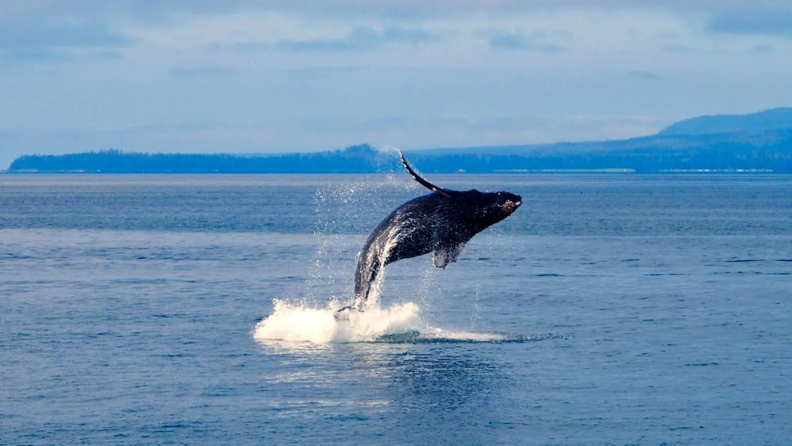 Puerto Vallarta, Mexico: 15 Things to See & Do + Sayulita 8 A humpback whale breaching in Banderas Bay