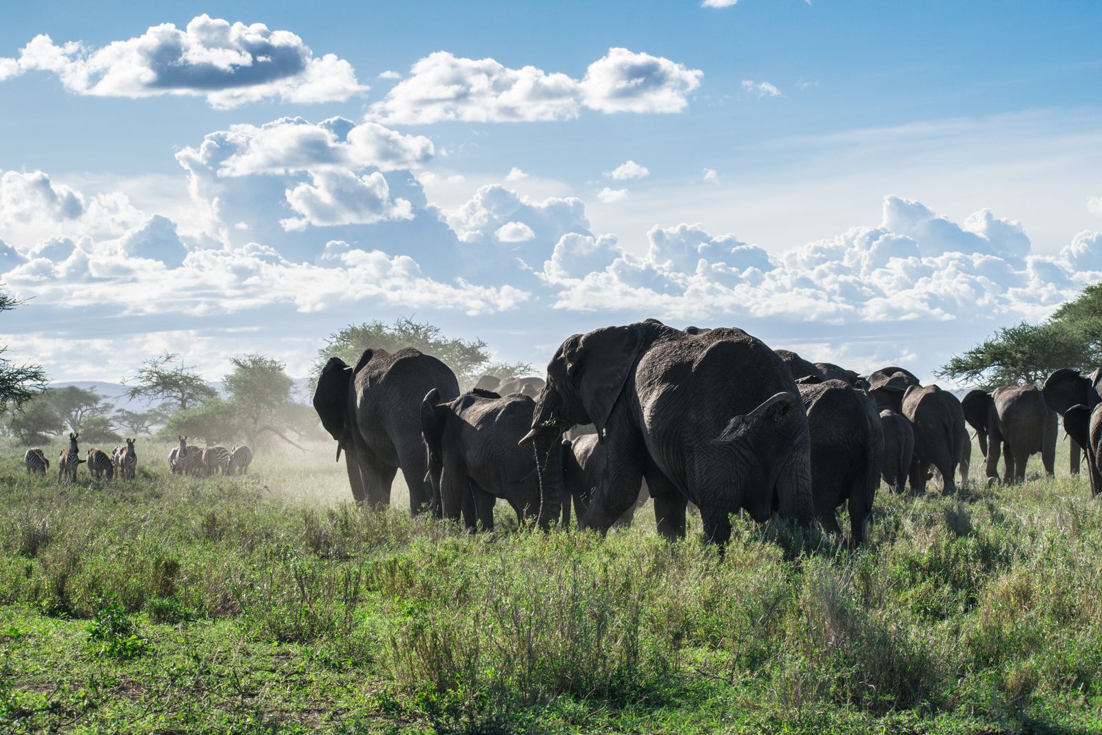 Zanzibar (Tanzania): 21 wskazówek co zobaczyć i kiedy jechać w 2026 24 Słonie w tanzańskim parku narodowym — safari rzut beretem od Zanzibaru