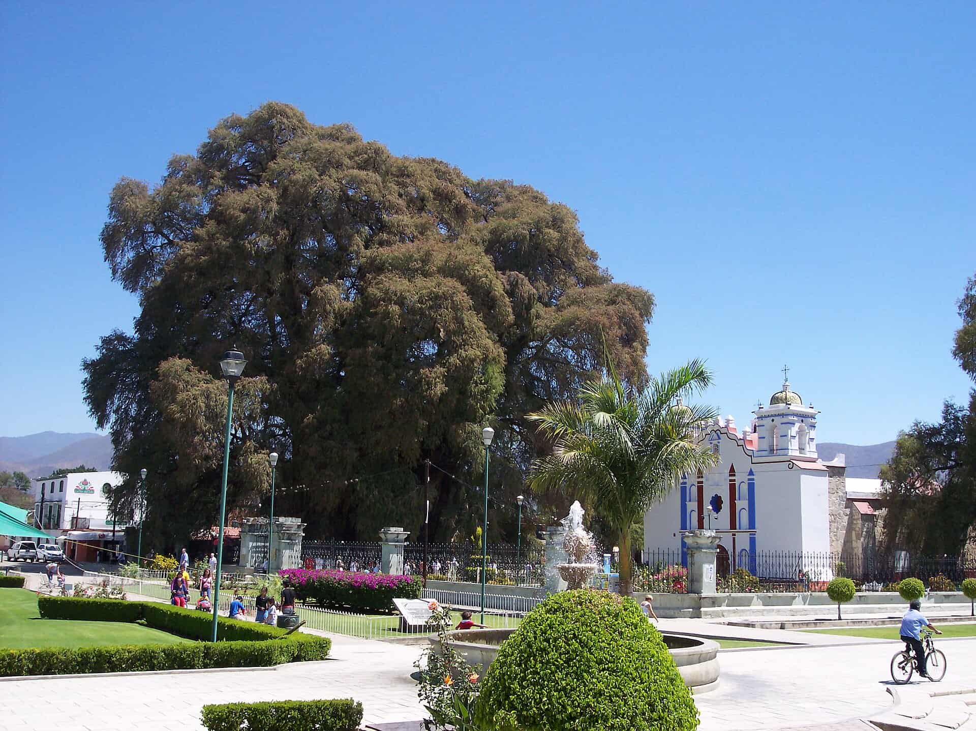 Oaxaca, Mexic: 15 sfaturi — gastronomie, mezcal și sudul colonial 12 Copacul Árbol del Tule