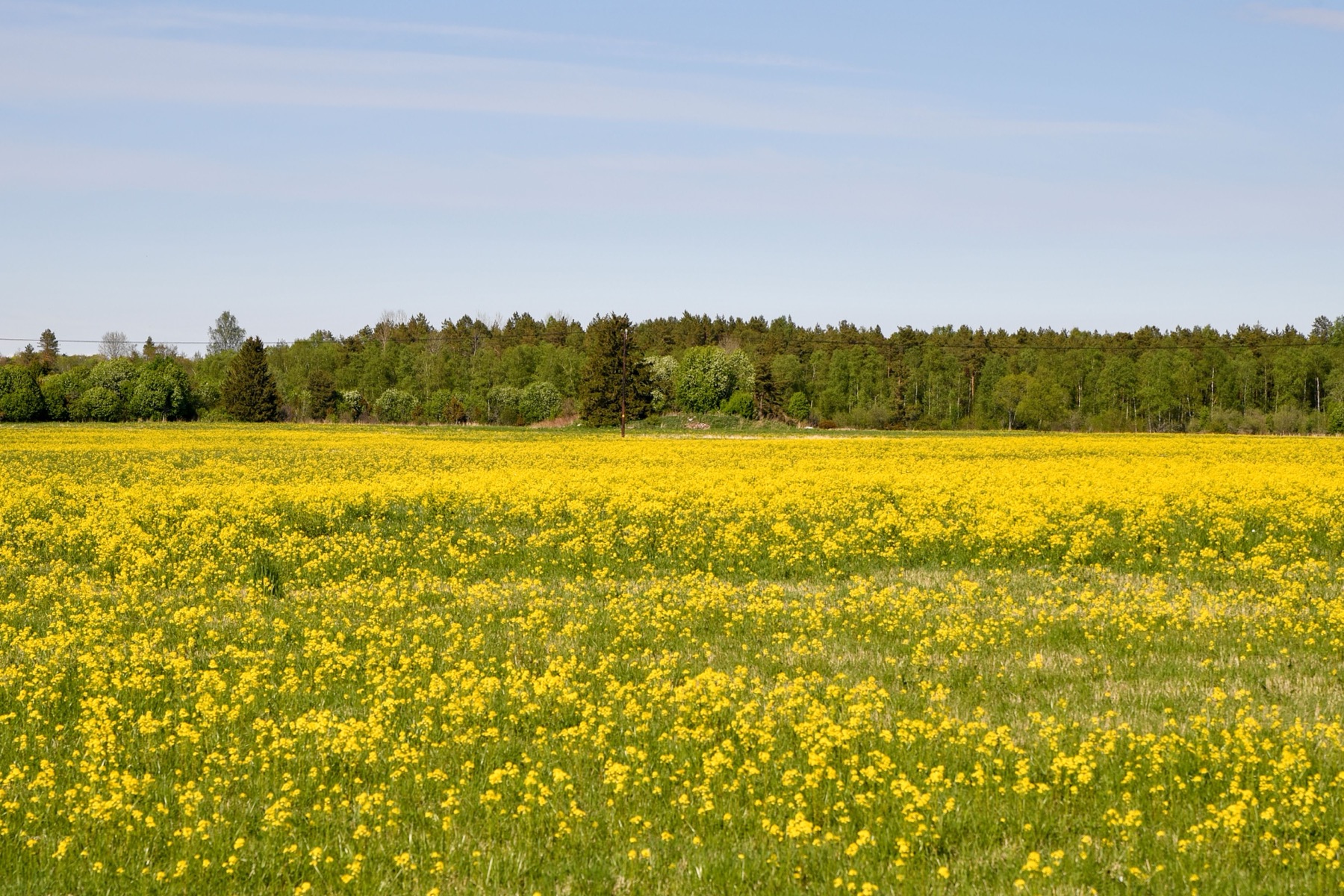 Când să mergi în Estonia: vremea lună cu lună 2026 8 Natura estoniană în plină înflorire în mai