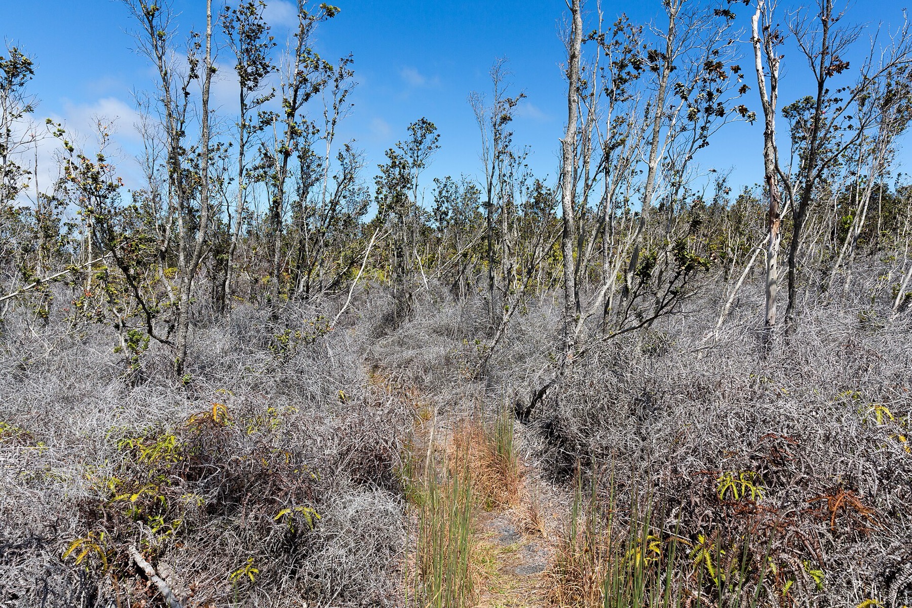 Hawai'i Volcanoes National Park: Průvodce 16 Divoká vegetace podél stezky Nāpau Trail