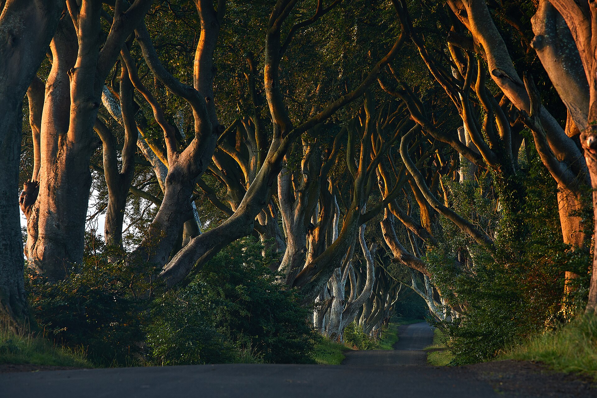 Kde se natáčela Hra o trůny: itinerář po lokacích ve 4 zemích 3 Alej pokroucených buků Dark Hedges v Severním Irsku, seriálová Královská cesta