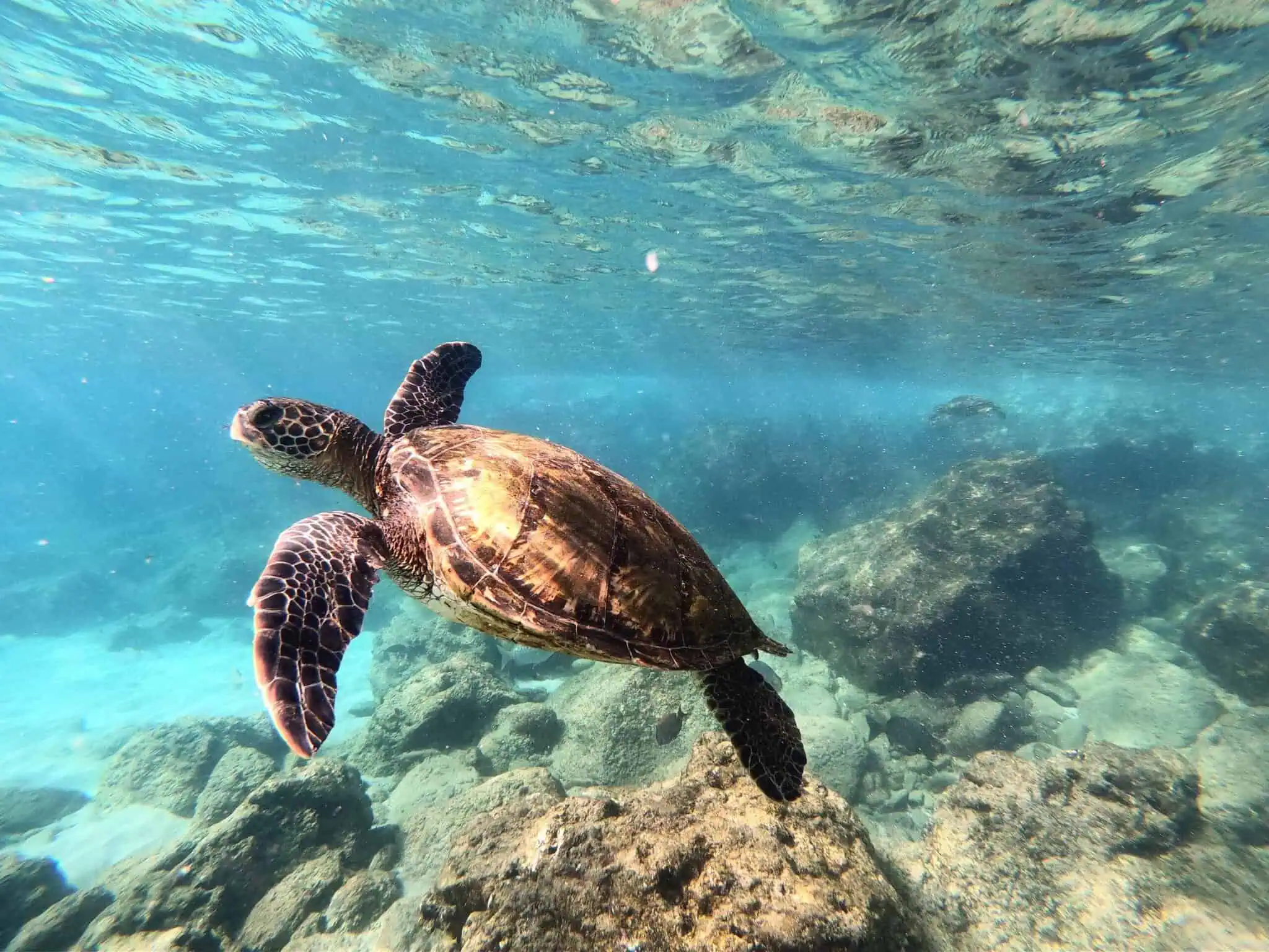 Maafushi na Malediwach: 15 pomysłów, co robić + gdzie spać w 2026 7 Półdniowa wycieczka snorkelingowa do żółwi