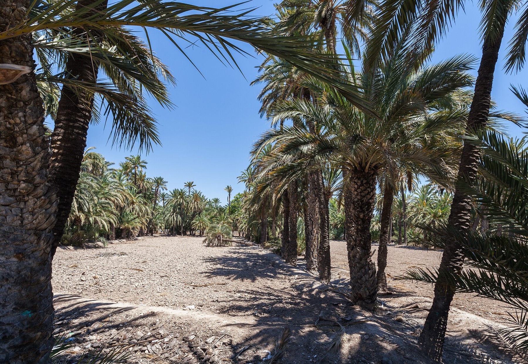 Alicante, Espanja: 20 vinkkiä, mitä nähdä ja tehdä Costa Blancalla 20 Palmulehto Palmeral de Elche