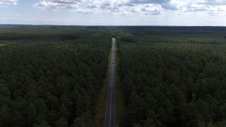 Rovná silnice vedoucí nekonečným borovým lesem