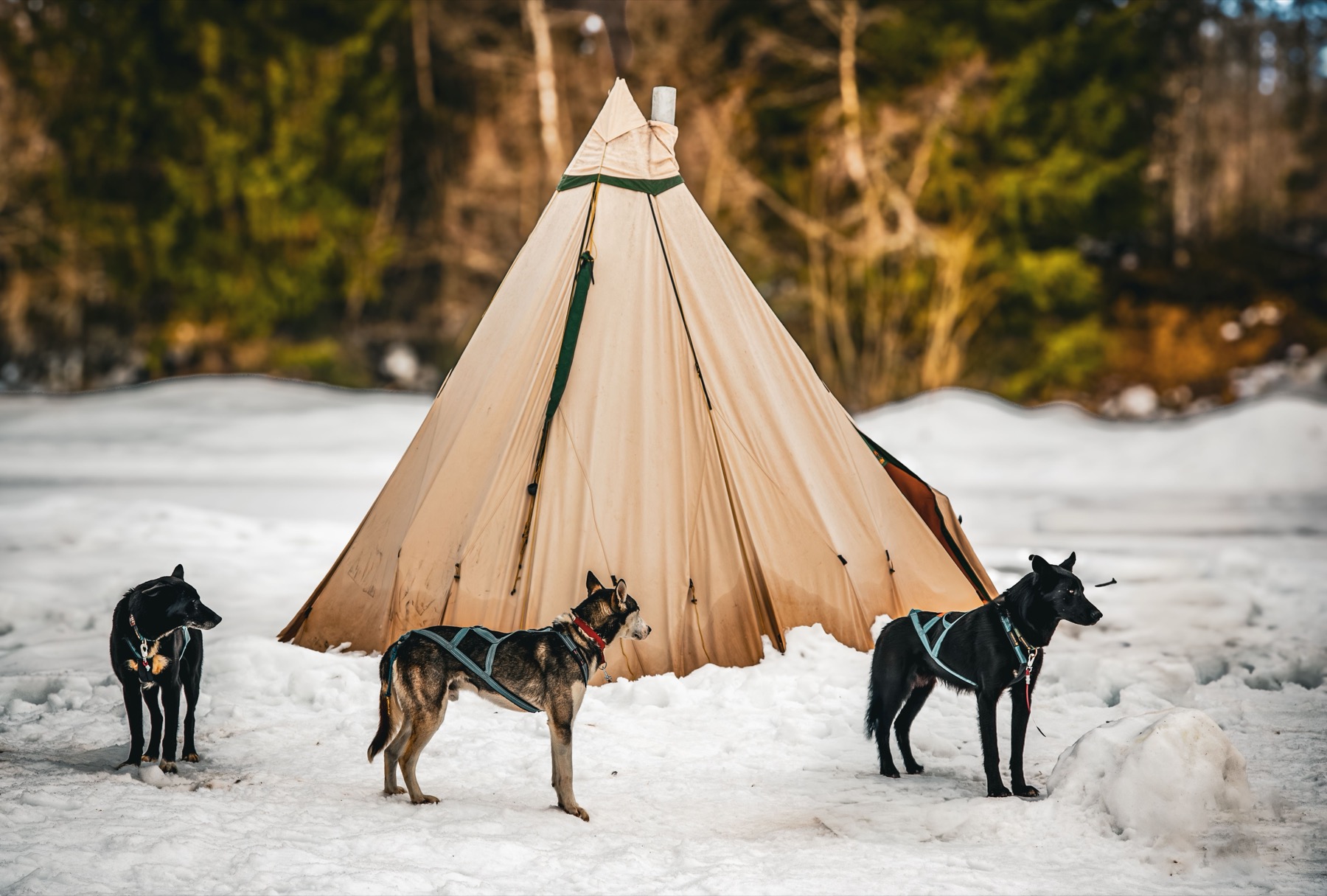 Noruega en Invierno: 15 Consejos Imprescindibles 2026 9 Trineo de perros por el paisaje ártico