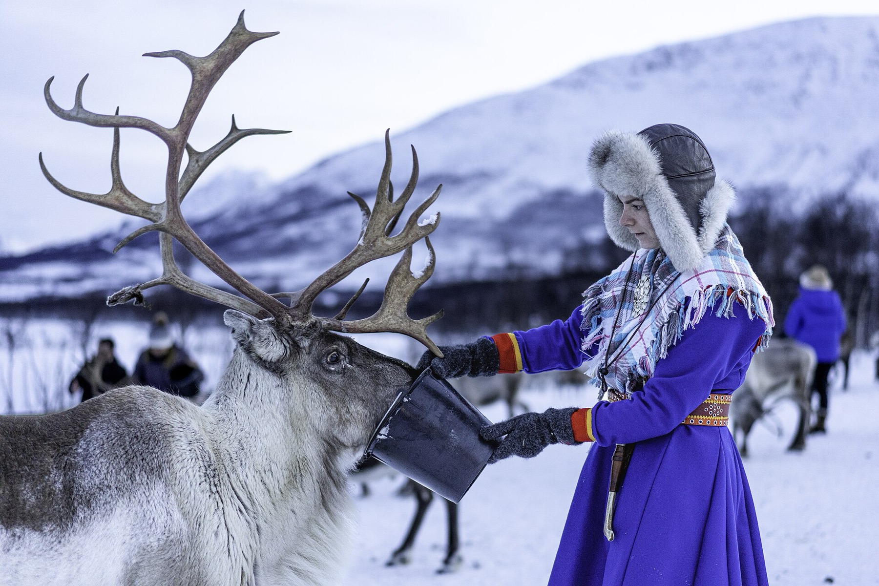 Noruega en Invierno: 15 Consejos Imprescindibles 2026 10 Renos y cultura sami