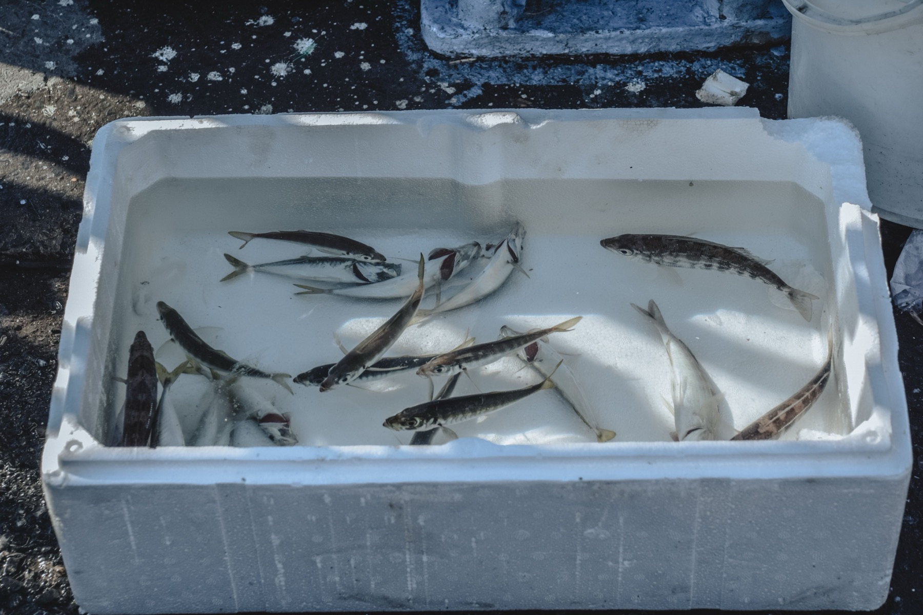 Fishing in Norway: Rules, Export Quotas and Licenses in 2026 4 2026 export quota: 15 kg of fillets per person
