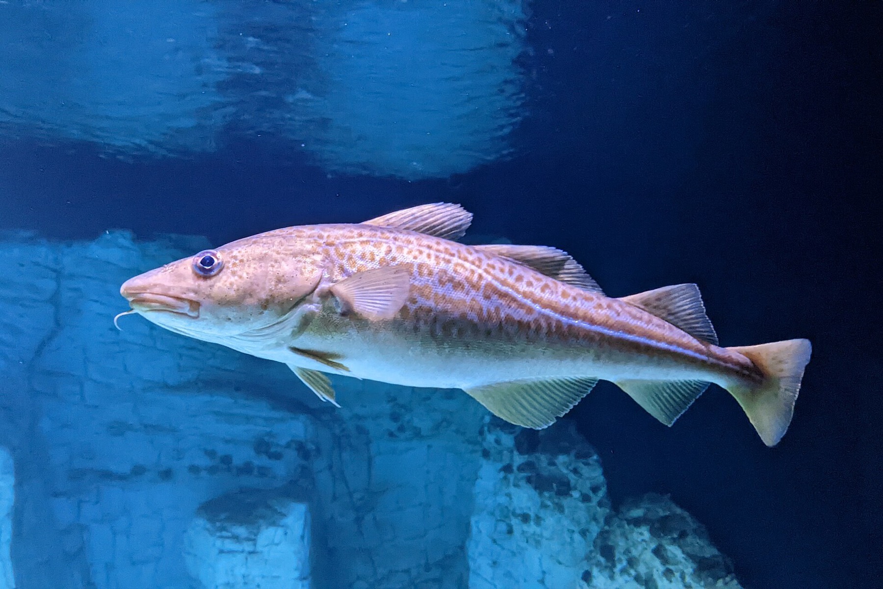 Fishing in Norway: Rules, Export Quotas and Licenses in 2026 6 Cod: a minimum size of 55 cm applies in the north