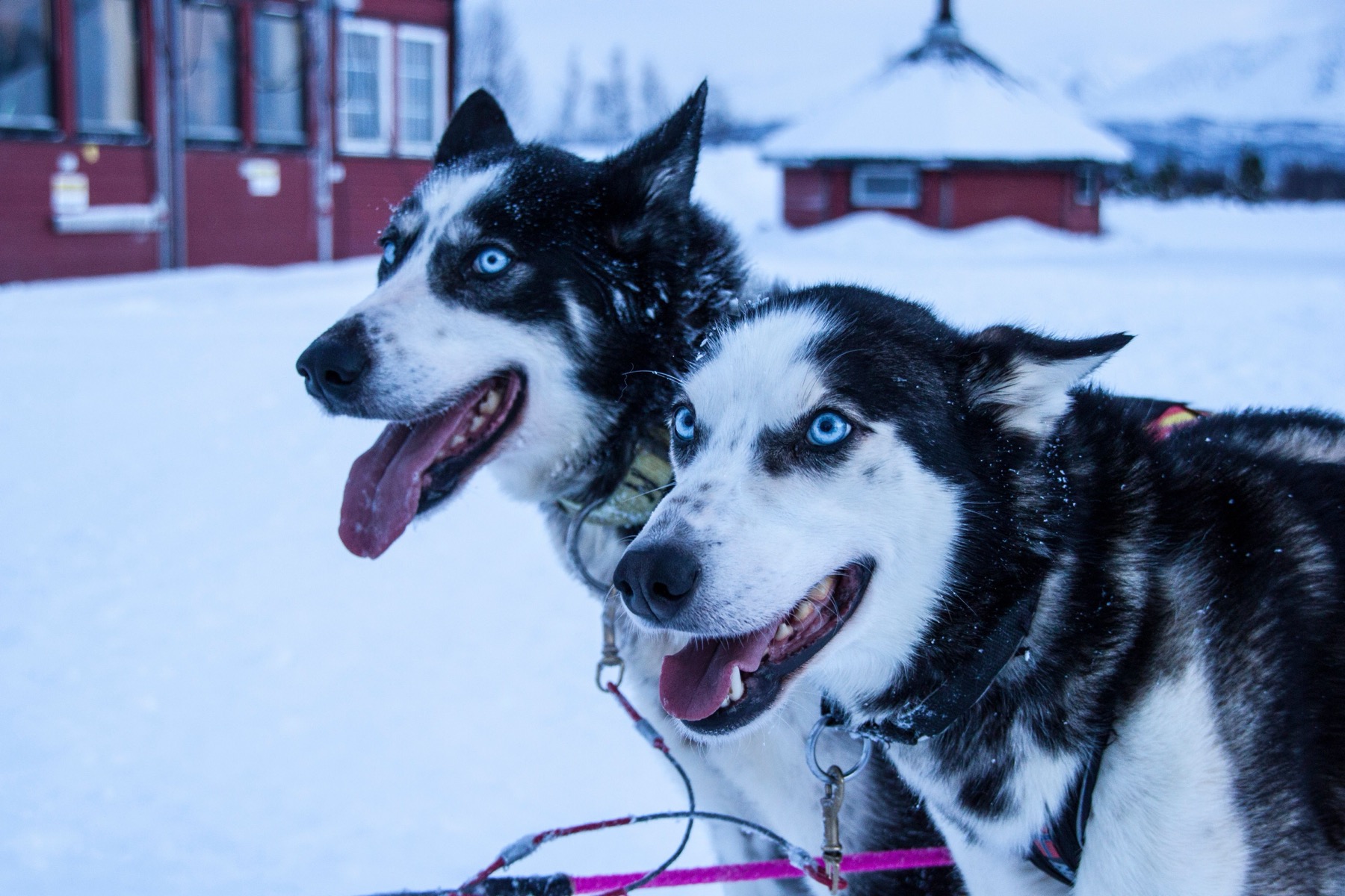 Norwegia Svalbard (Spitsbergen): 15 pomysłów, co zobaczyć na krańcu świata w 2026 roku 9 Psi zaprzęg w zaśnieżonym arktycznym krajobrazie