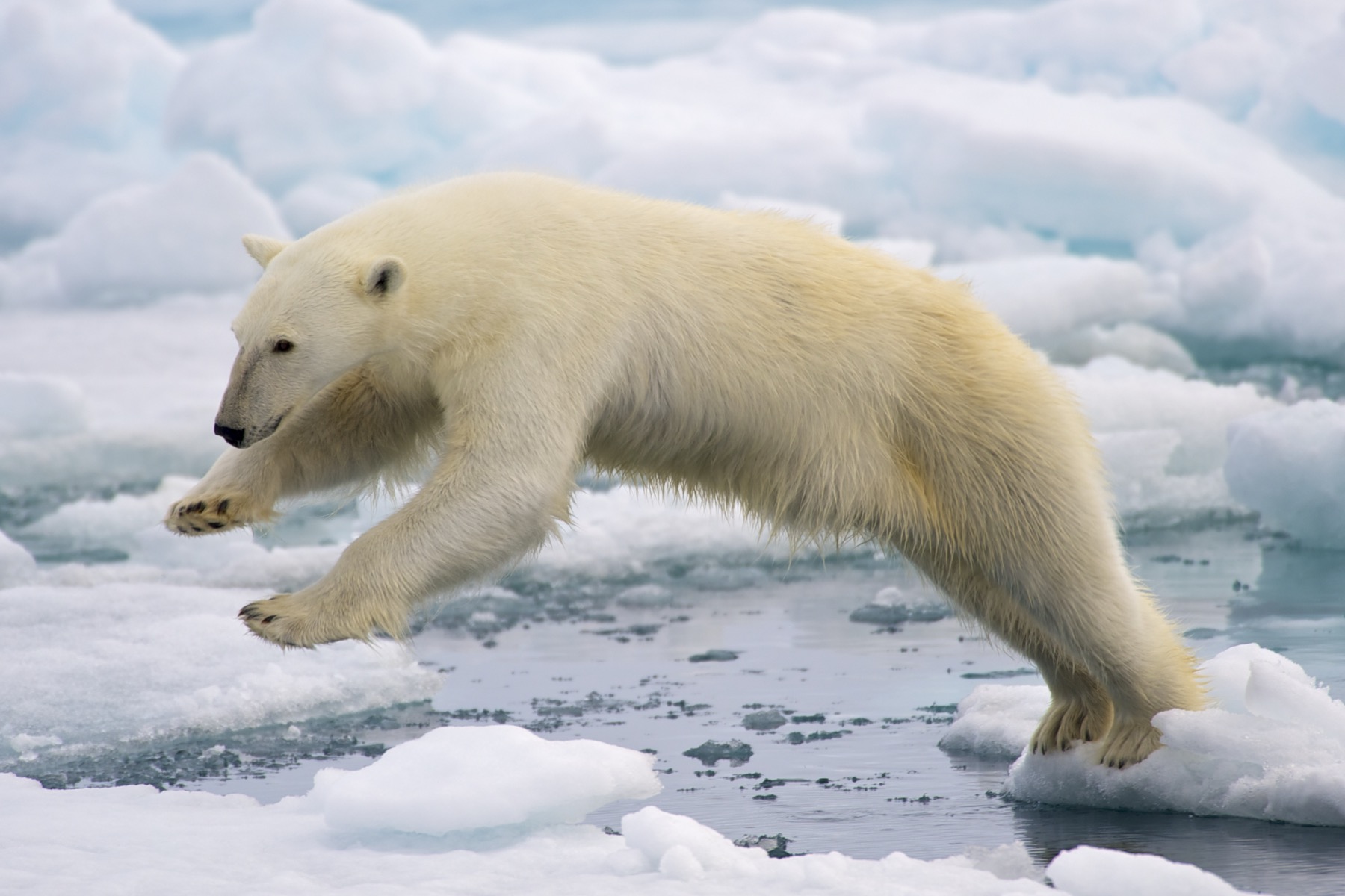 Norwegia Svalbard (Spitsbergen): 15 pomysłów, co zobaczyć na krańcu świata w 2026 roku 16 Niedźwiedź polarny na Svalbardzie