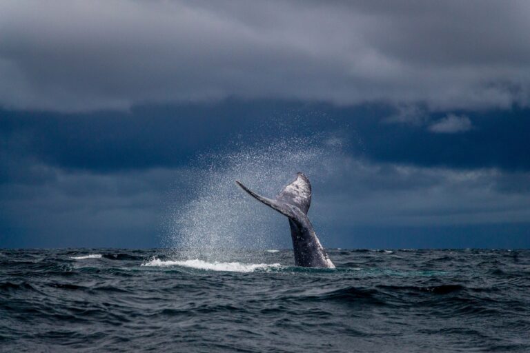 Norway: Guide, Tips & What to See in 2026 8 Whale Watching in Tromsø, Norway: Where to See Orcas and Sperm Whales