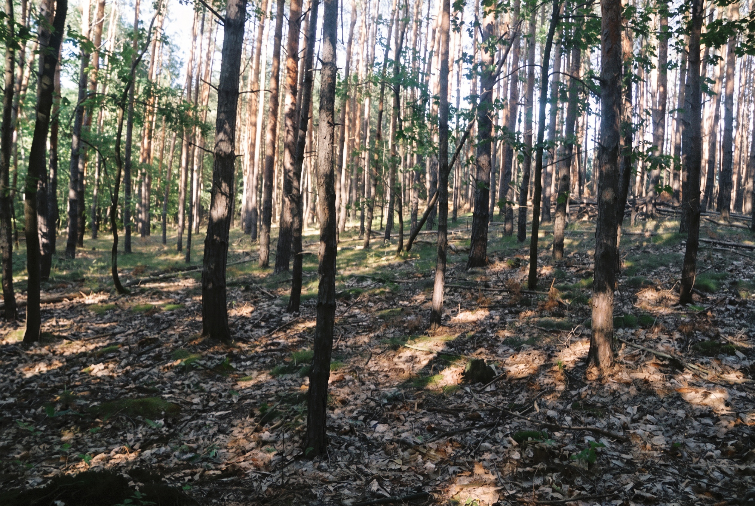 Vacaciones en Bohemia Central: 15 planes cerca de Praga en 2026 17 Bosque de pinos en Kersko, donde se rodó la película Slavnosti sněženek (foto editada de Wikimedia Commons, Jiří Sedláček, CC BY-SA 4.0)