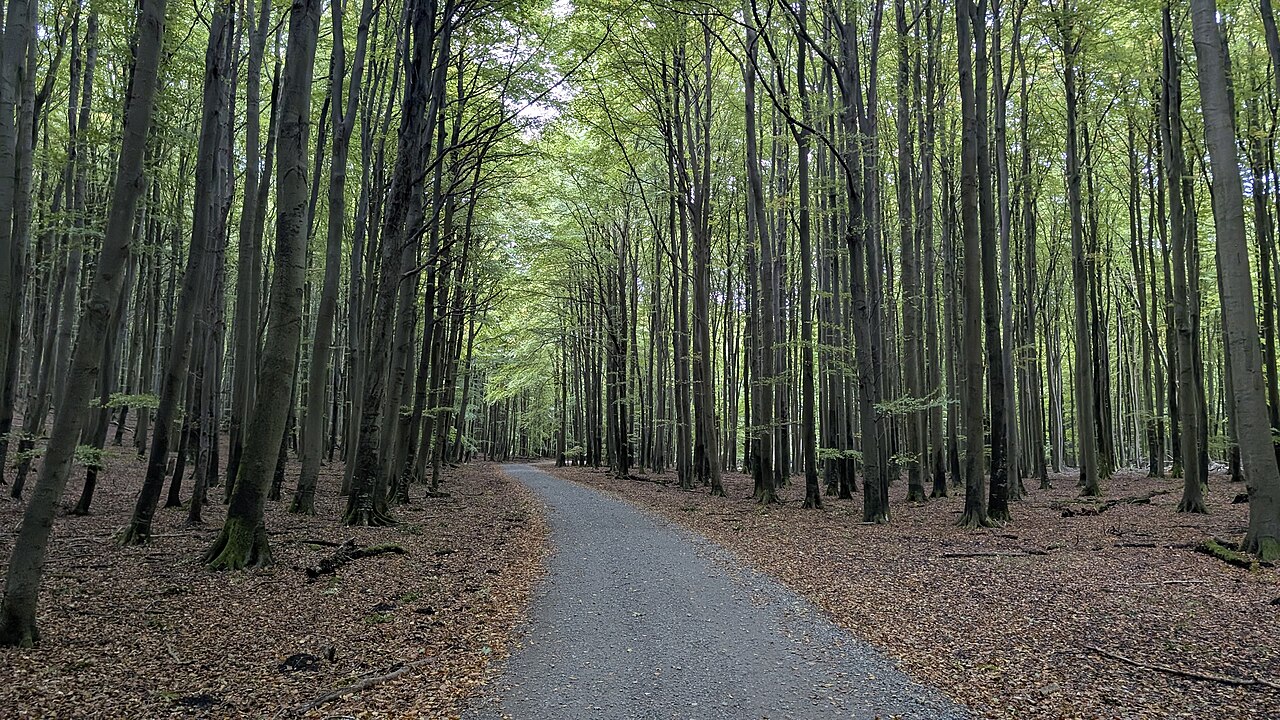 Rügen Island Germany: 12 Film Locations to Visit in 2026 6 Path through the beech forest in Jasmund National Park