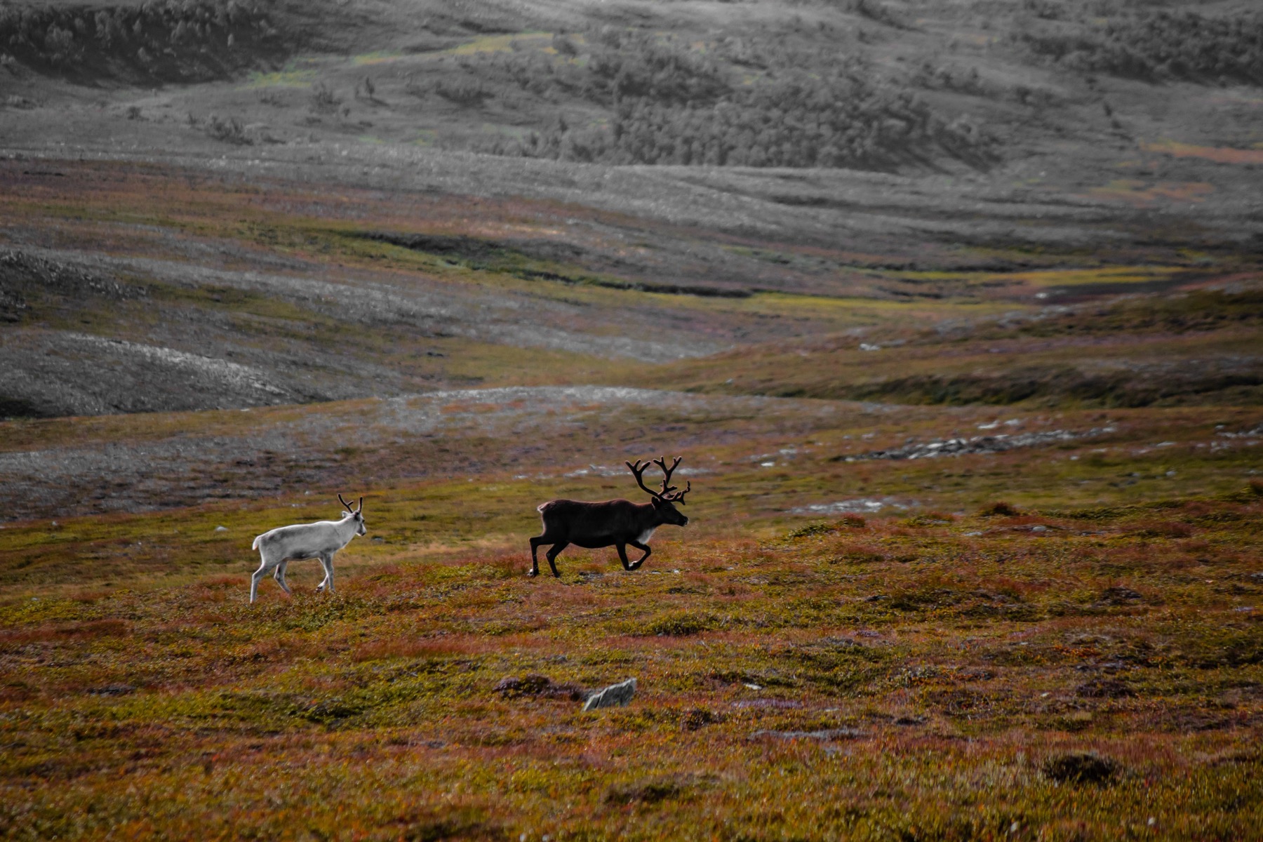 Kungsleden i treki w Szwecji: 14 wskazówek na Królewski Szlak w 2026 7 Jesienne barwy ruska w lapońskiej tundrze