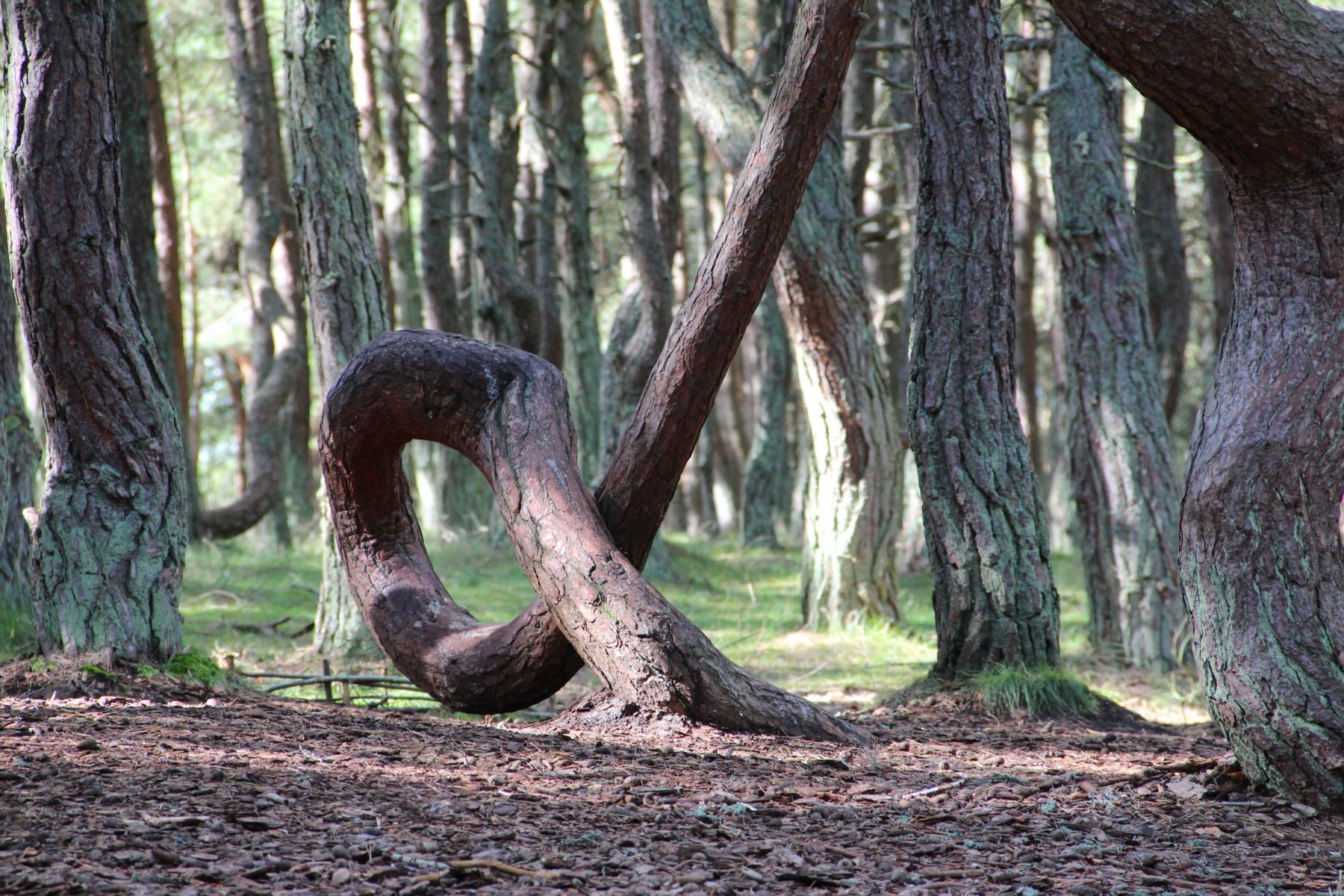 Öland: 16 vinkkiä – mitä nähdä Ruotsin rivieralla vuonna 2026 13 Kiemurainen metsä Trollskogen
