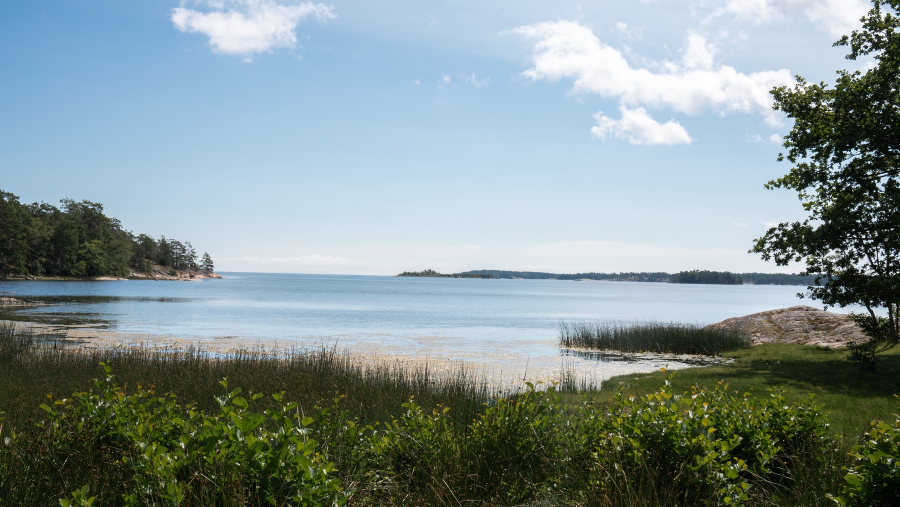 Archipelag Sztokholmski: 14 wskazówek, którą wyspę wybrać w 2026 roku 4 Zieleń na wyspie pośrodku archipelagu