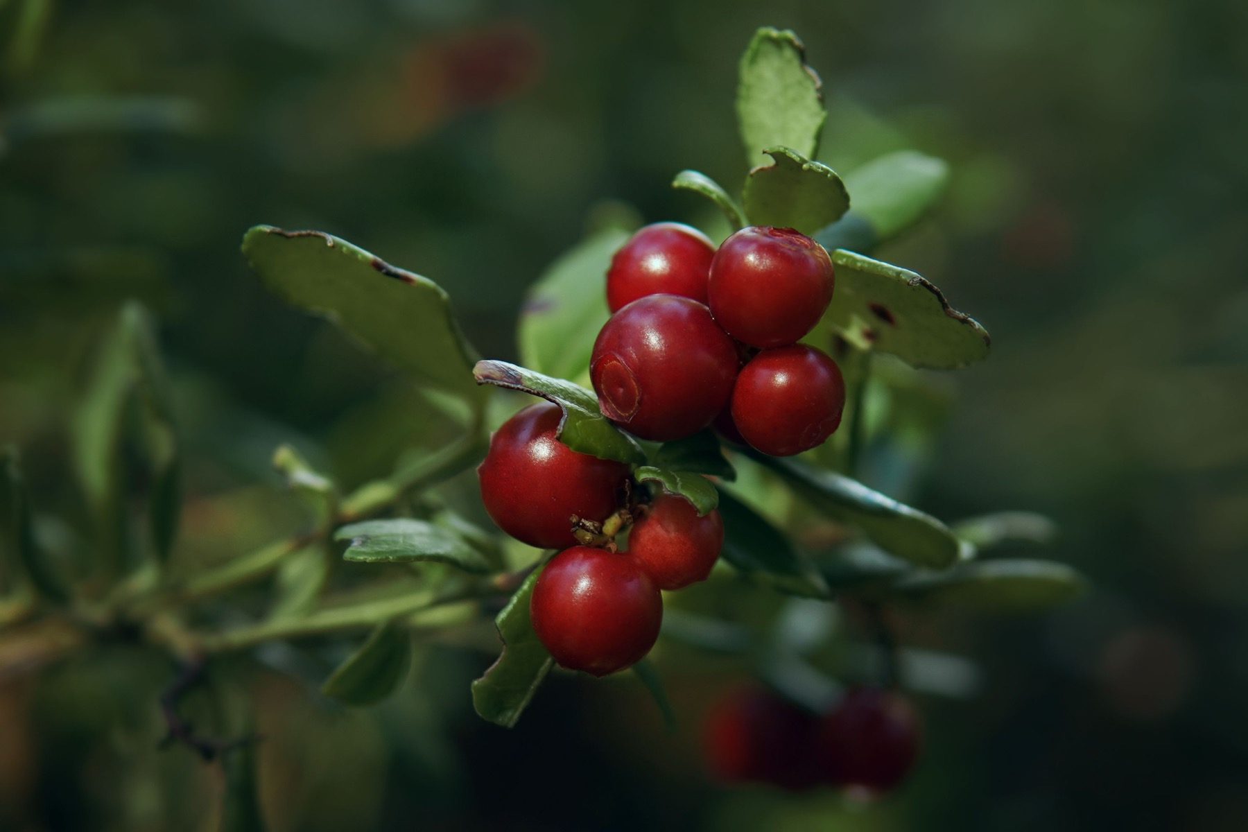 Cuisine suédoise : 18 plats à goûter absolument en 2026 20 Mûres arctiques et airelles des forêts nordiques