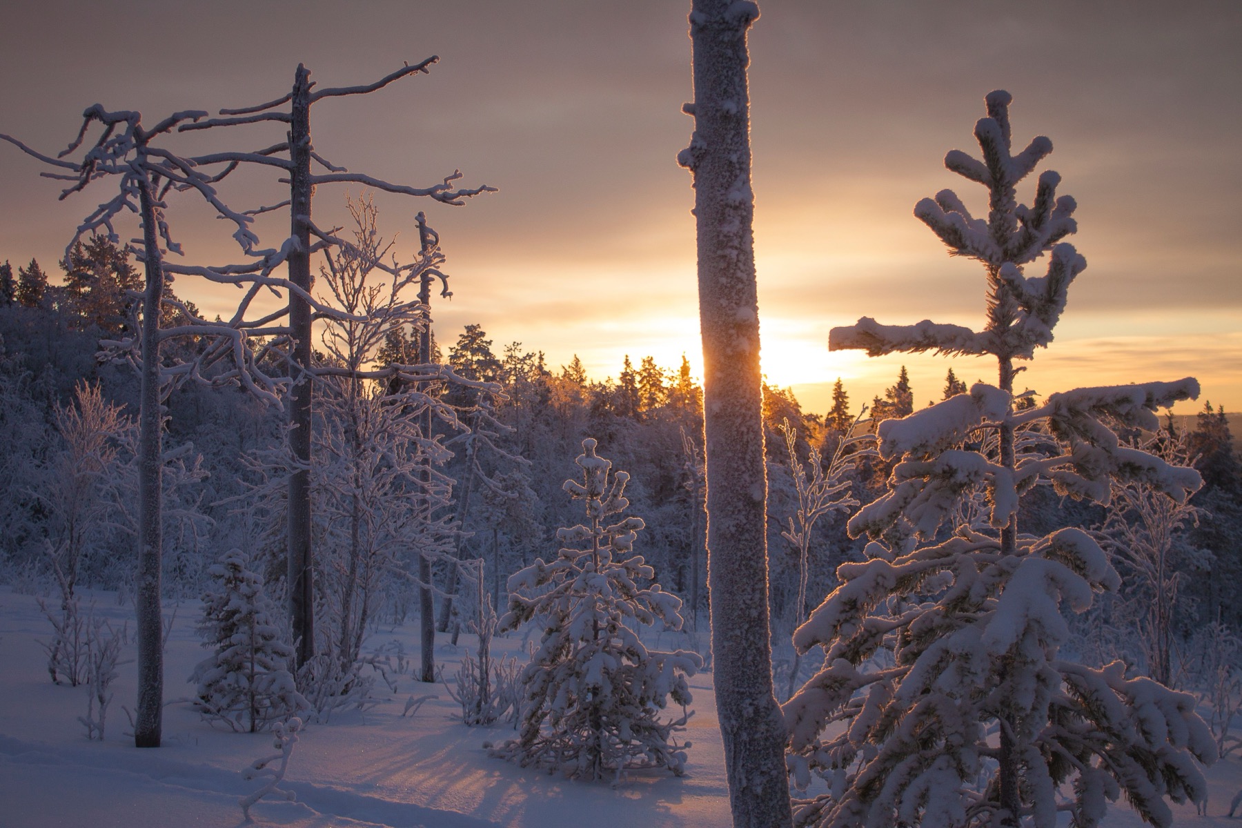 Zweeds Lapland: 20 tips voor een reis boven de poolcirkel in 2026 2 Winterochtend in de bergen van Lapland