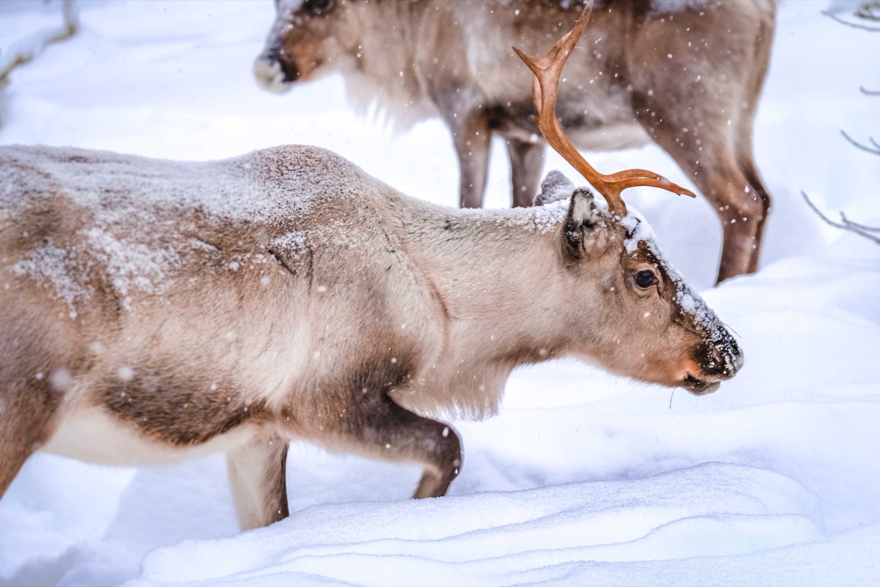 Zweeds Lapland: 20 tips voor een reis boven de poolcirkel in 2026 6 Rendieren in de wildernis van Lapland