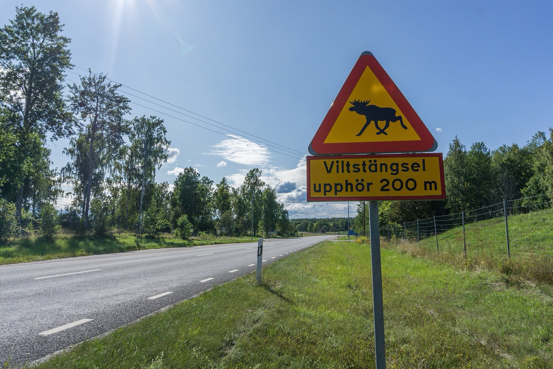 Maut in Schweden 2026: Regeln, Kosten & die besten Roadtrips 7 Warnschild mit Elch