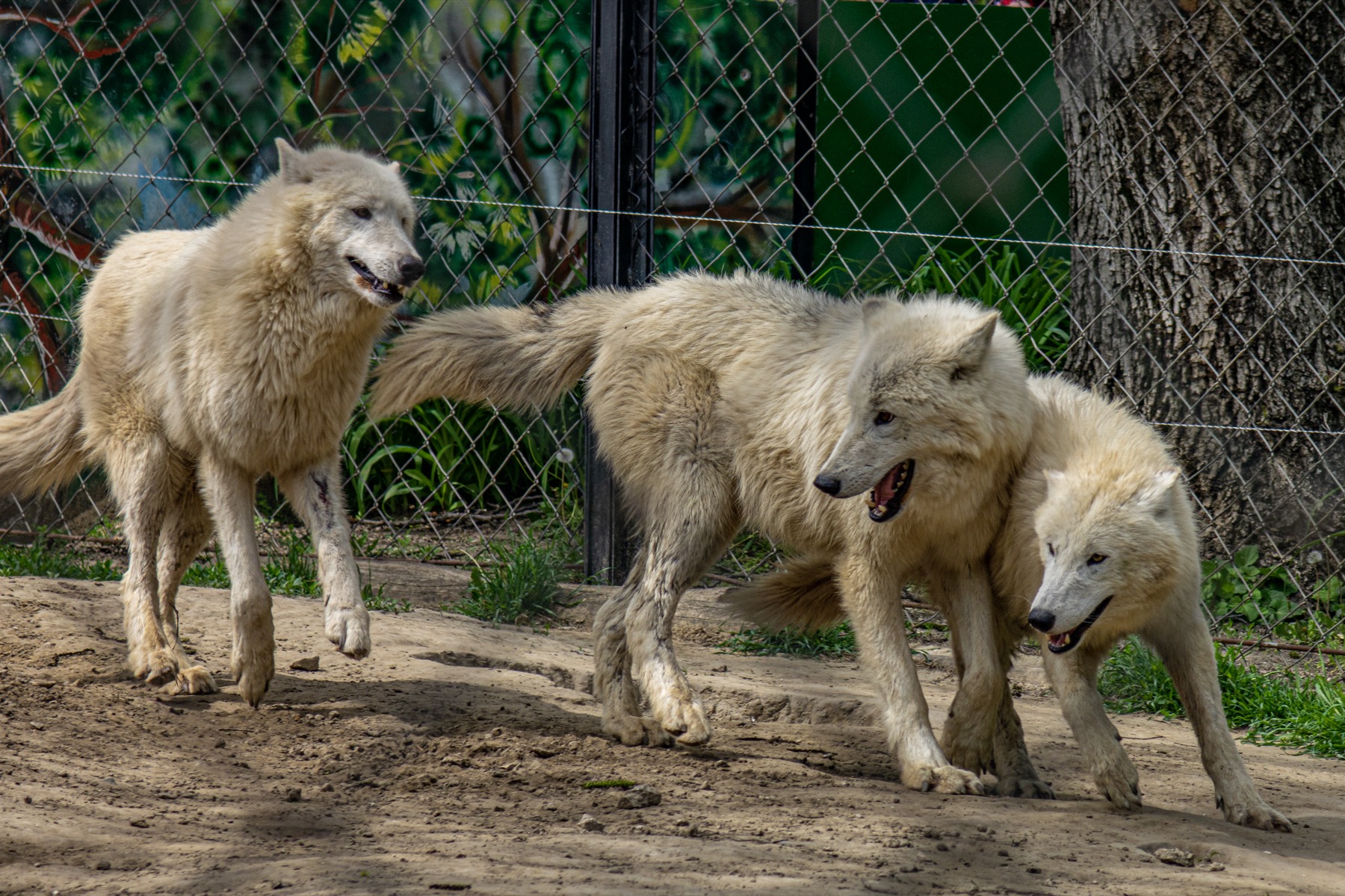 Svezia con bambini nel 2026: 16 idee su dove andare e cosa fare 10 Animali scandinavi allo zoo