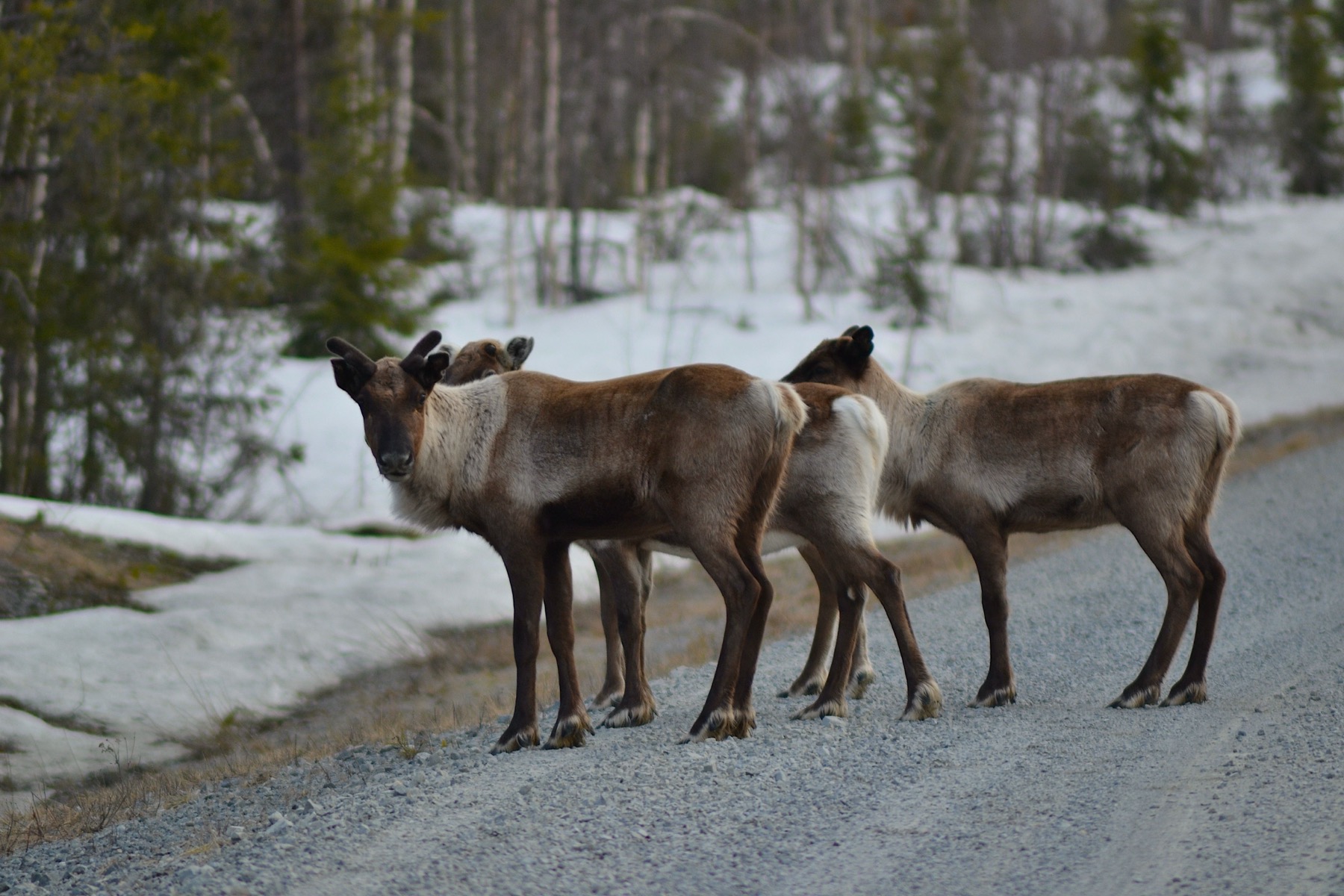 Svezia con bambini nel 2026: 16 idee su dove andare e cosa fare 18 Renne in Lapponia