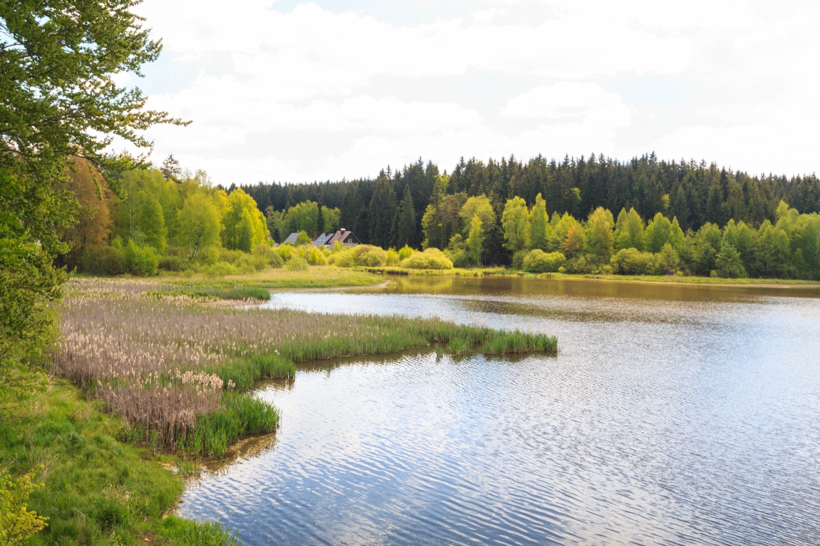 Rybník Velké Dářko ve Žďárských vrších (Foto: Petr1888, CC BY-SA 4.0, Wikimedia Commons)