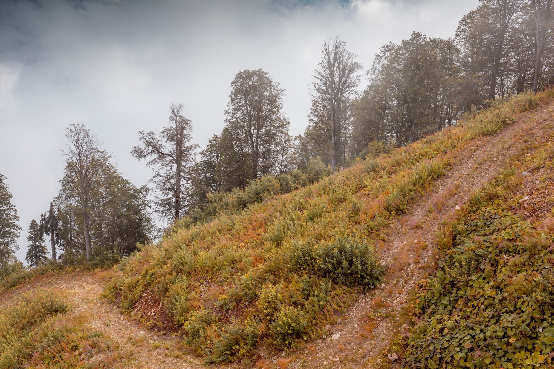 Bönigen, Switzerland: 24 Things to Do at Lake Brienz 2026 17 Forest trail climbing to Harder Kulm