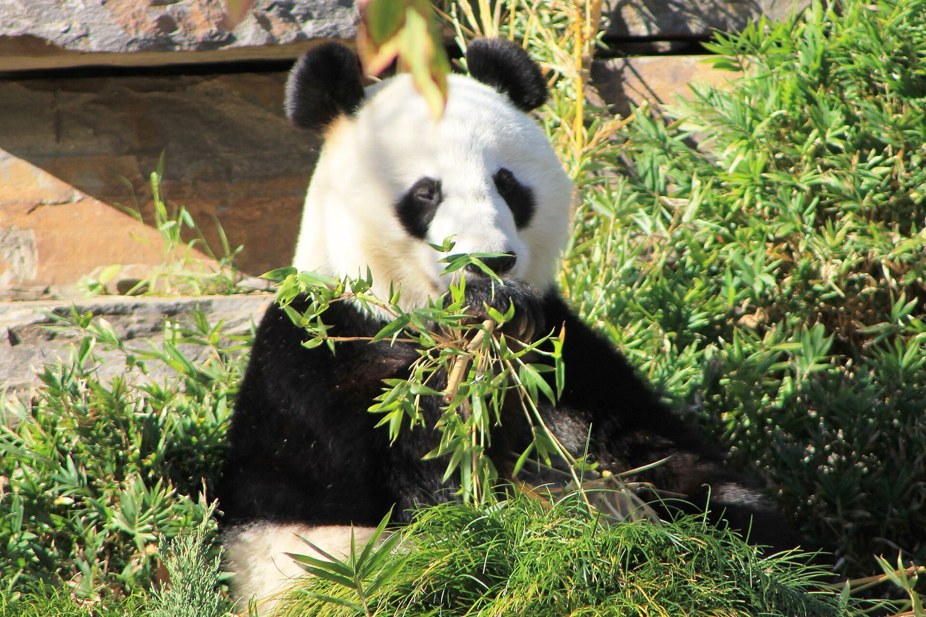 Panda velká pochutnávající si na bambusu