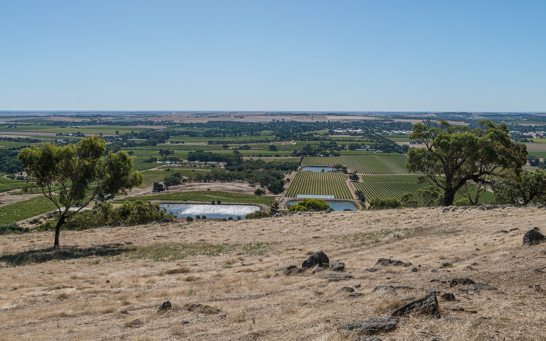 Vinice v Barossa Valley