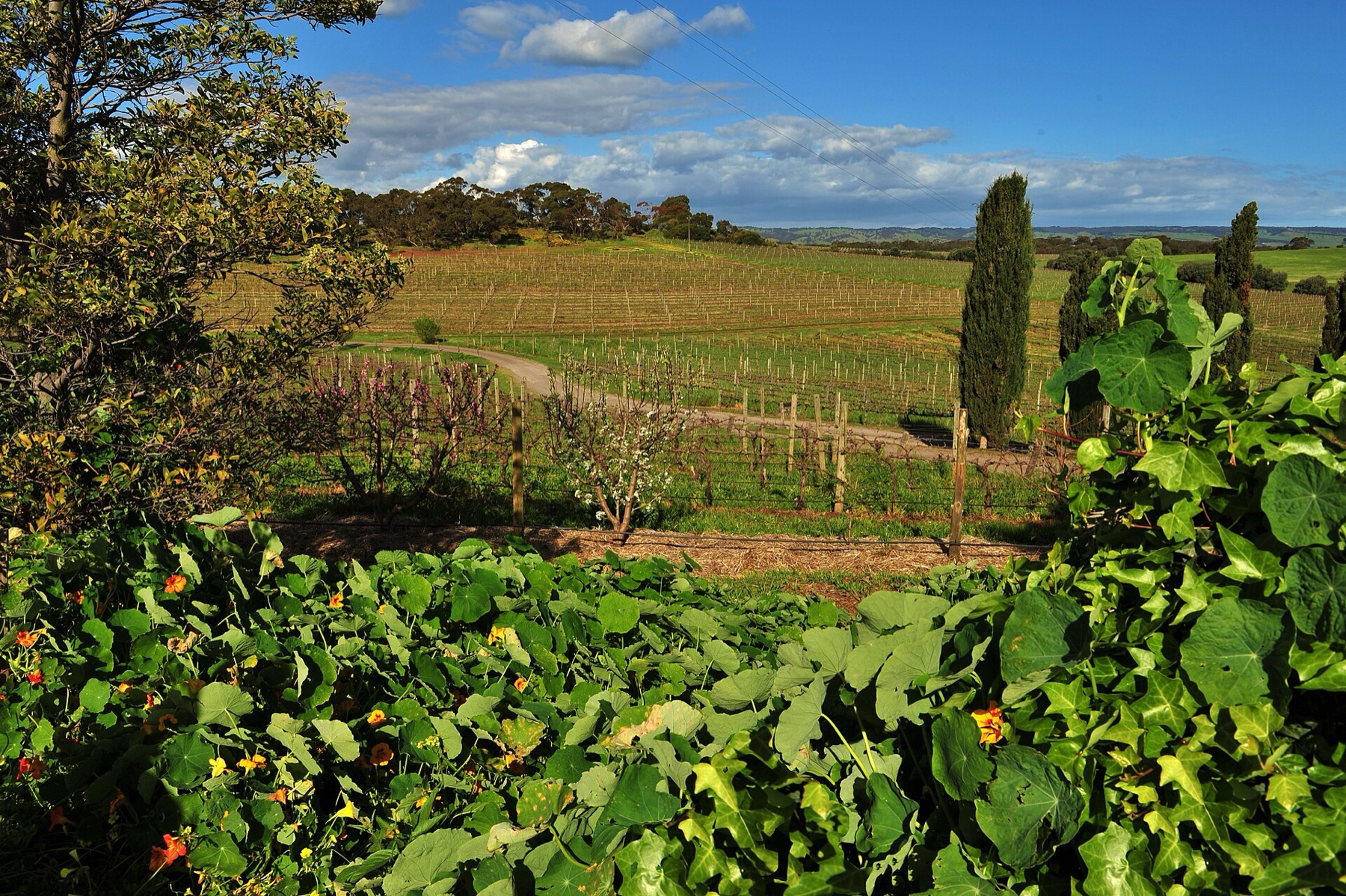 Vinice v McLaren Vale, domově d'Arenberg Cube