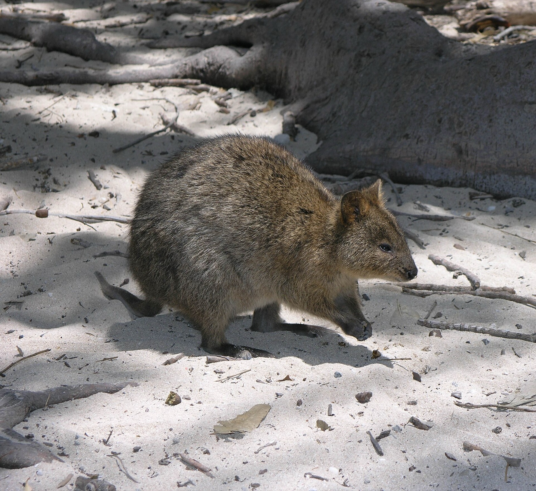 Austrália 2026: 30 lugares mais lindos + dicas práticas 30 Quokka sorridente em Rottnest Island