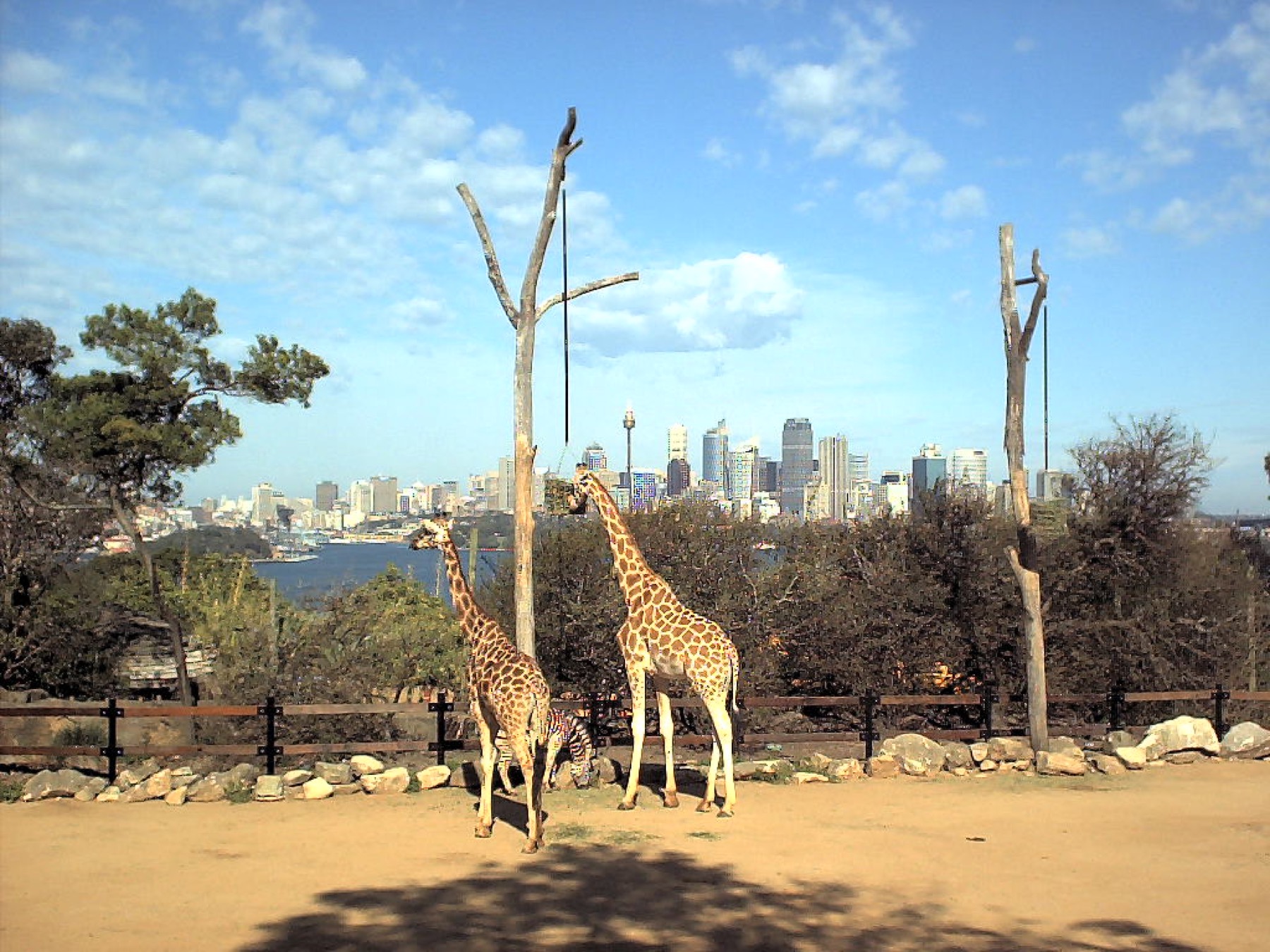 Australien mit Kindern 2026: Reiseroute, Attraktionen und was euch erwartet 6 Taronga Zoo über dem Hafen