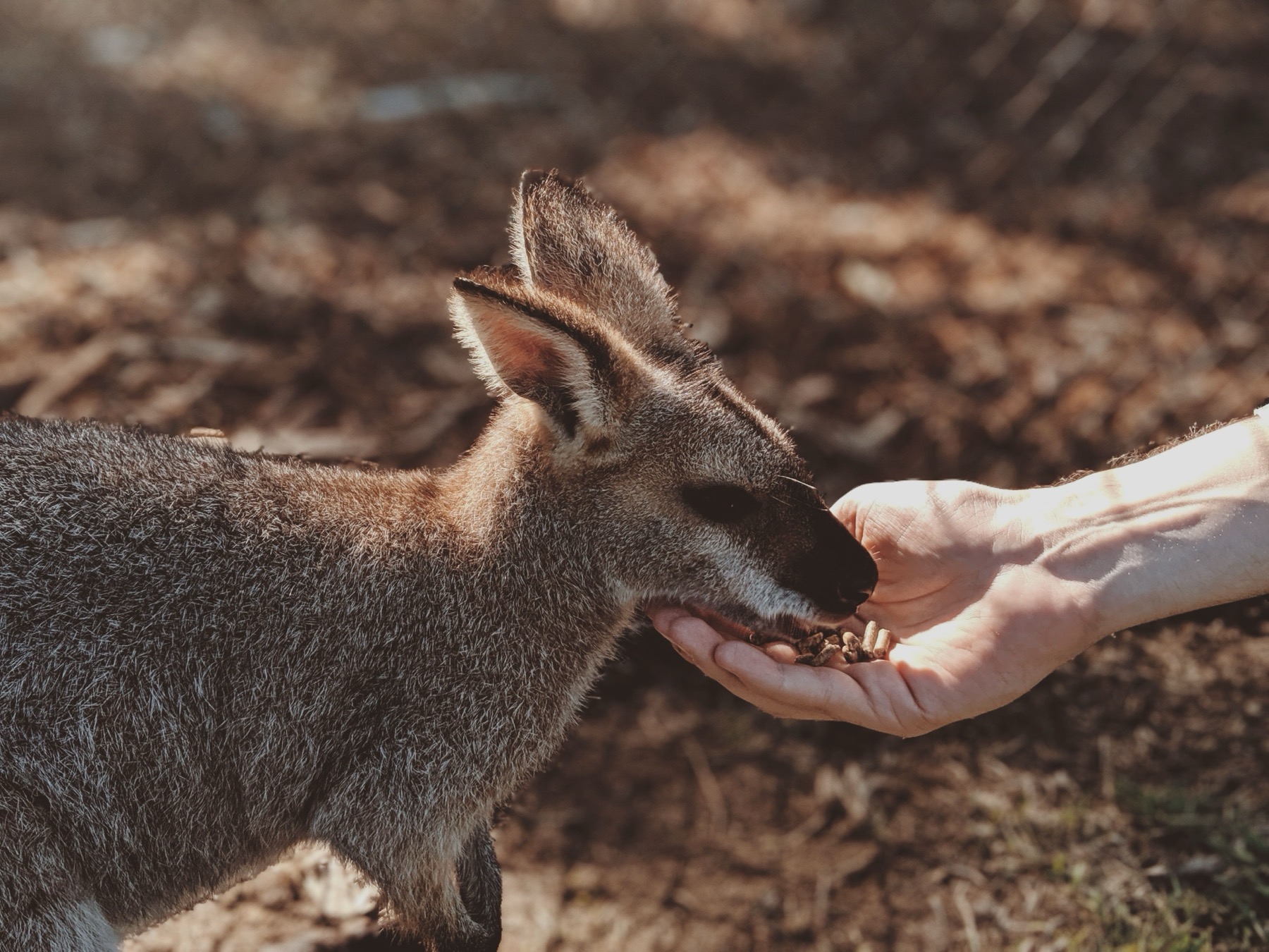 Australien mit Kindern 2026: Reiseroute, Attraktionen und was euch erwartet 10 Fütterung eines Kängurus im Tierpark