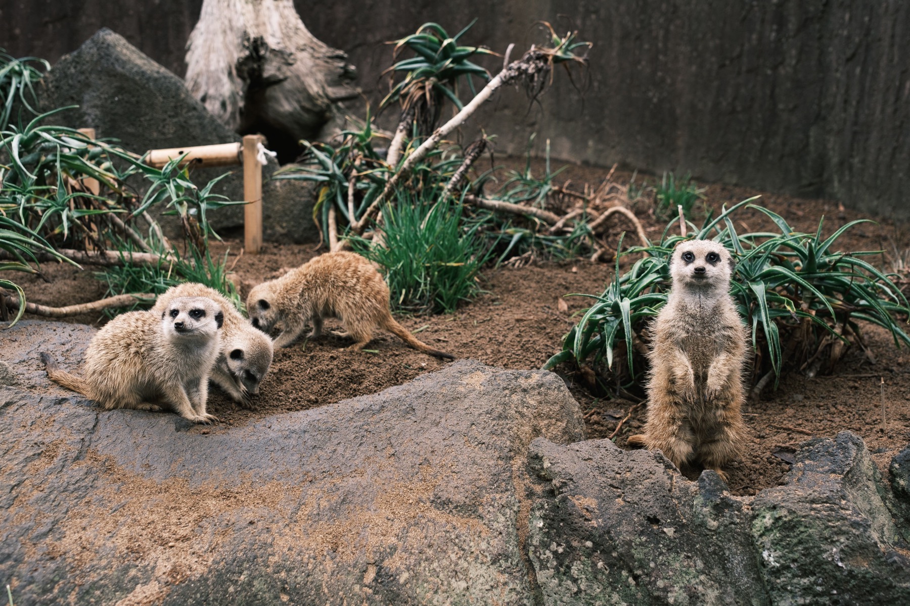 Australien mit Kindern 2026: Reiseroute, Attraktionen und was euch erwartet 15 Melbourne Zoo