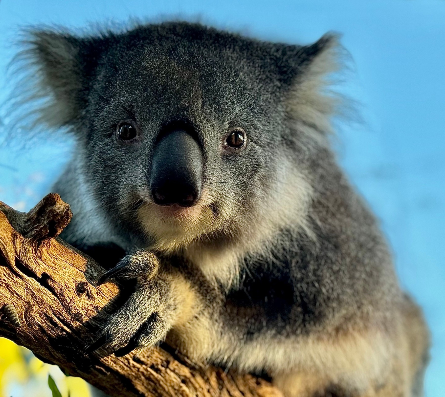 Australien mit Kindern 2026: Reiseroute, Attraktionen und was euch erwartet 19 Koala auf einem Eukalyptusbaum