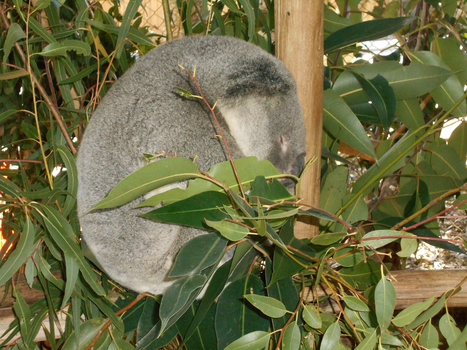 Brisbane, Austrália 2026: 20 dicas do que ver e fazer 12 Coala no Lone Pine Koala Sanctuary