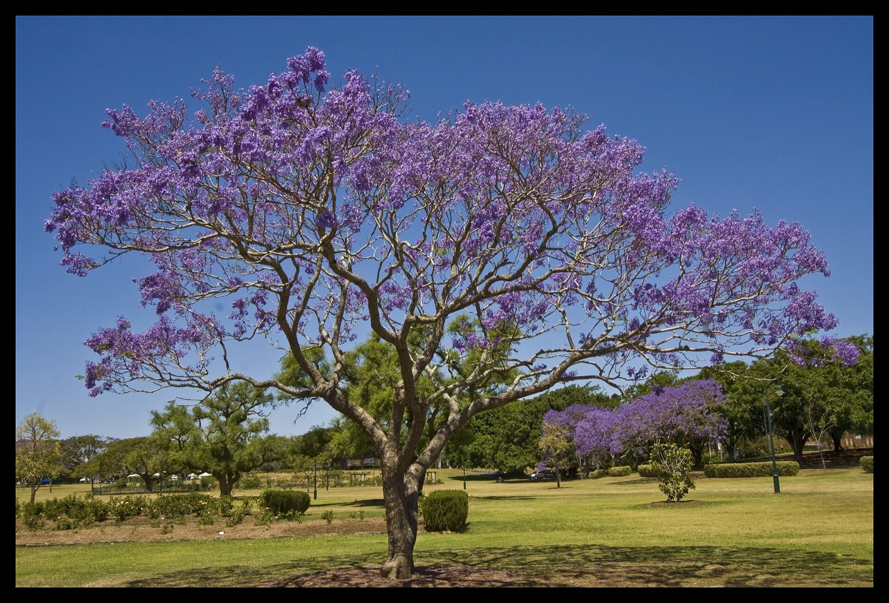 Brisbane, Austrália 2026: 20 dicas do que ver e fazer 13 Parque New Farm com aleias de jacarandás